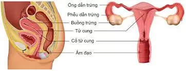 KHẢ NĂNG SINH SẢN Ở NỮ GIỚI: VÌ SAO LỐI SỐNG QUAN TRỌNG?